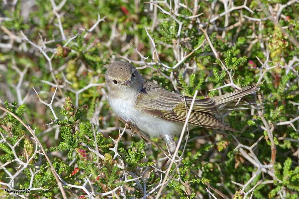 Eastern Bonelli's Warbler